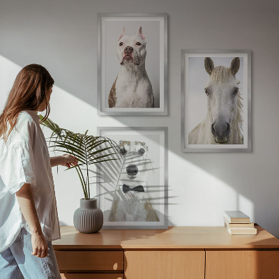 Billedvæg inspiration Elegante portrætter af hunde og heste