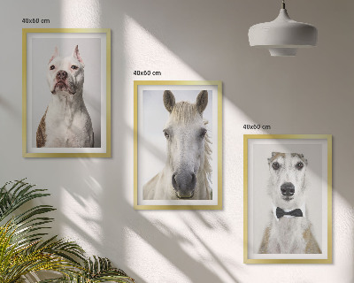 Billedvæg inspiration Elegante portrætter af hunde og heste