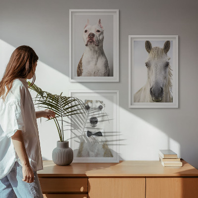 Billedvæg inspiration Elegante portrætter af hunde og heste