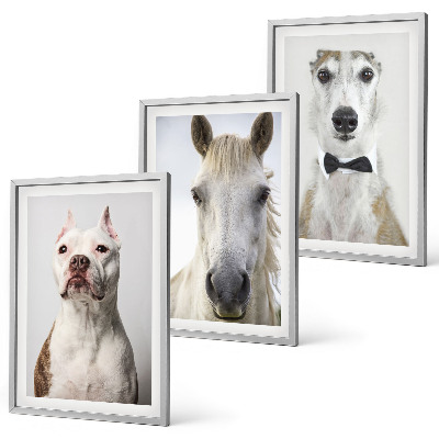 Billedvæg inspiration Elegante portrætter af hunde og heste