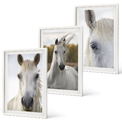 Billedvæg inspiration Hvide heste i naturen
