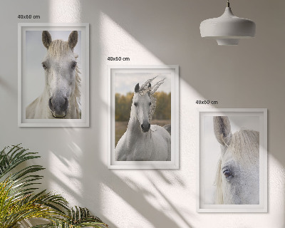 Billedvæg inspiration Hvide heste i naturen
