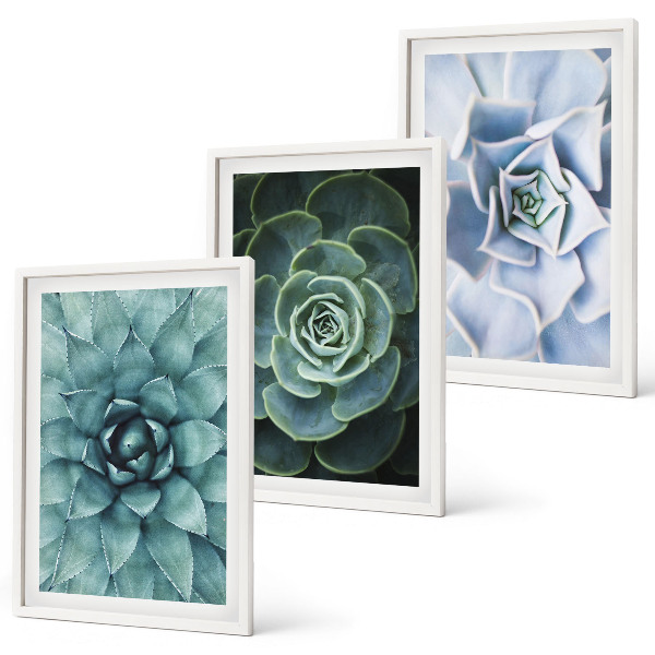 Billedvæg inspiration Sukkulente planter grøn turkis