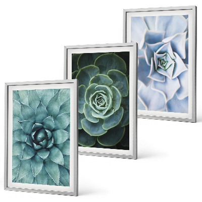 Billedvæg inspiration Sukkulente planter grøn turkis