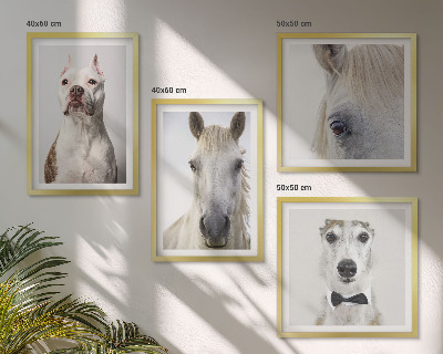 Billedsæt med ramme Elegante portrætter af hunde og heste