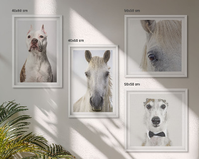 Billedsæt med ramme Elegante portrætter af hunde og heste