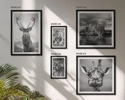 Plakat med naturmotiv sort-hvide dyr