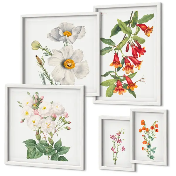 Blomsterbotaniske illustrationer billedsæt til oversiden af sofaen