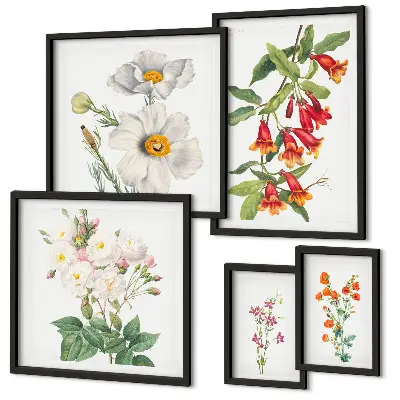 Blomsterbotaniske illustrationer billedsæt til oversiden af sofaen