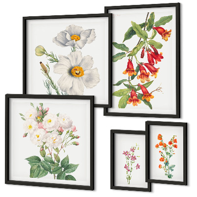 Billedsæt over sofa Blomsterbotaniske illustrationer