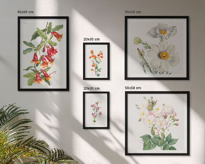 Billedsæt over sofa Blomsterbotaniske illustrationer